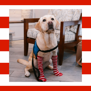 A service dog wearing striped socks